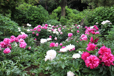 10 TREE PEONY Mountain Paeony Paeonia Suffruticosa Arborea Mixed Colors Red Pink White Purple Yellow Bicolor Flower Shrub Seeds
